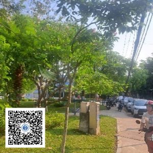 13.CVTB - Cây bằng lăng - Loại 1