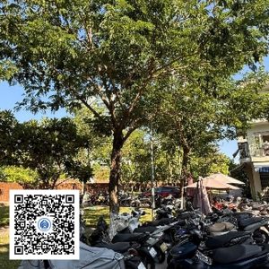145.TĐH - Muồng tím - Loại 2