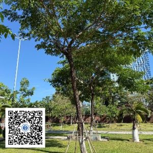 147.TĐH - Muồng tím - Loại 2