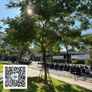 148.TĐH - Muồng tím - Loại 1