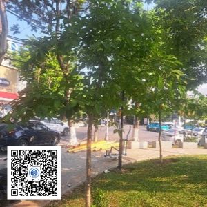 15.CVTB - Cây bằng lăng - Loại 1