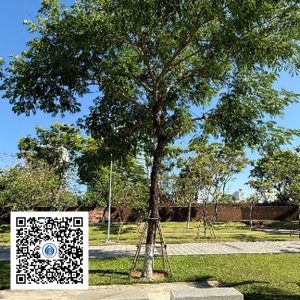 151.TĐH - Muồng tím - Loại 1