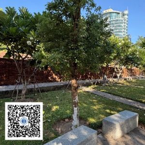 153.TĐH - Long não - Loại 1