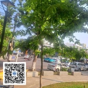 16.CVTB - Cây bằng lăng - Loại 1