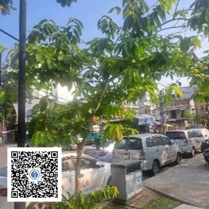 17.CVTB - Cây bằng lăng - Loại 1
