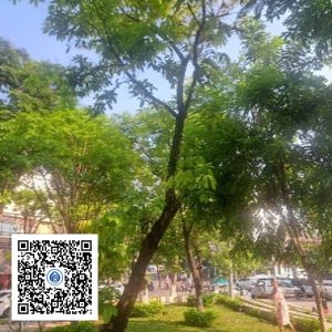 18.CVTB - Cây bằng lăng - Loại 1