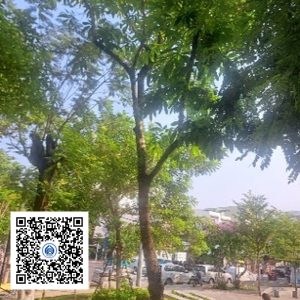 19.CVTB - Cây bằng lăng - Loại 1