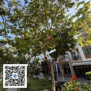 2.TĐH - Móng bò - Loại 1