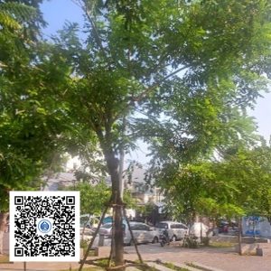 22.CVTB - Cây Muồng anh đào - Loại 1