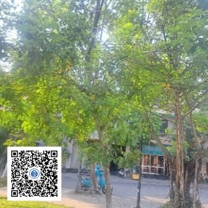 24.CVTB - Cây Muồng anh đào - Loại 1