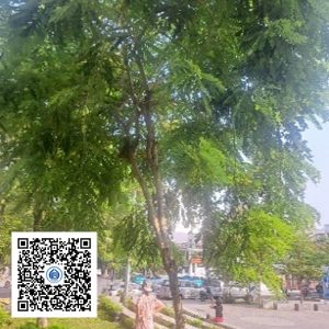 25.CVTB - Cây Muồng anh đào - Loại 1