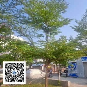 26.CVTB - Cây Bàng Đài Loan - Loại 1