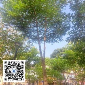 28.CVTB - Cây Bàng Đài Loan - Loại 2