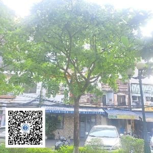 3.PKB - Cây Lộc vừng - Loại 2