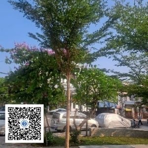 31.CVTB - Cây Bàng Đài Loan - Loại 1