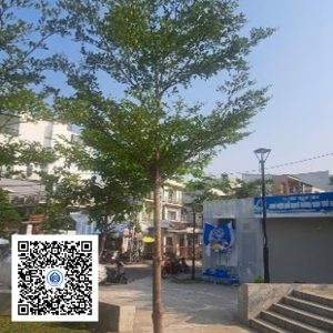 32.CVTB - Cây Bàng Đài Loan - Loại 1