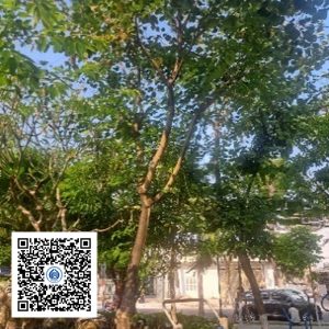34.CVTB - Cây Móng bò - Loại 2