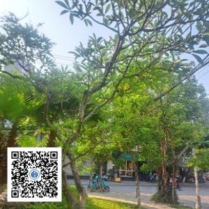 35.CVTB - Cây Sứ - Loại 2