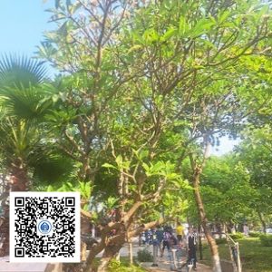 36.CVTB - Cây Sứ - Loại 2