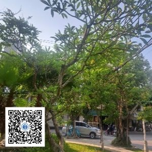 37.CVTB - Cây Sứ - Loại 2