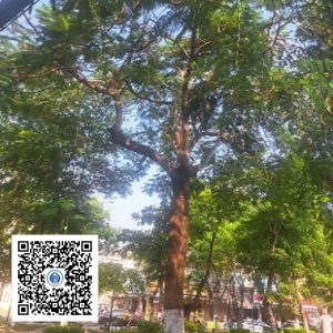 38.CVTB - Cây Phượng vĩ - Loại 2