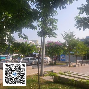 39.CVTB - Cây Phượng vĩ - Loại 1