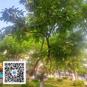 4.CVTB - Cây bằng lăng - Loại 1