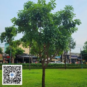 4.PKB - Cây Lộc vừng - Loại 2