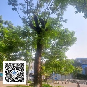 40.CVTB - Cây Lim xẹt - Loại 2