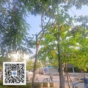 41.CVTB - Cây Osaka vàng - Loại 1