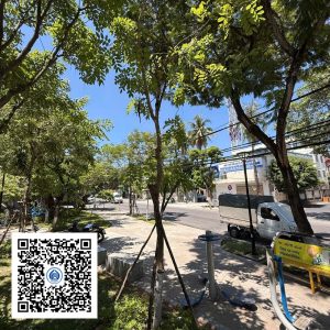 42.CVTB - Cây Osaka vàng - Loại 1
