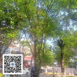 43.CVTB - Cây Lộc vừng - Loại 1