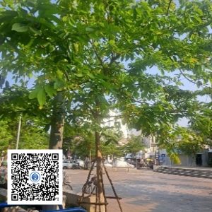 5.CVTB - Cây bằng lăng - Loại 1