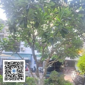 5.PKB - Cây sứ - Loại 1