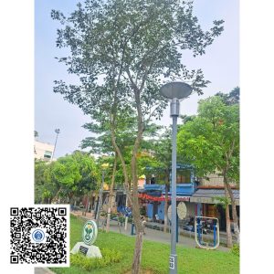 51.ND - Cây Phong Linh - Loại 1