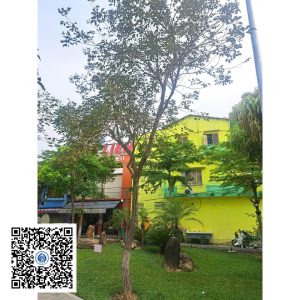 52.ND - Cây Phong Linh - Loại 1