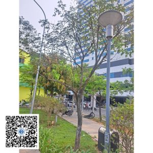 53.ND - Cây Phong Linh - Loại 1