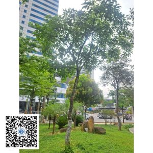 54.ND - Cây Lộc vừng - Loại 1