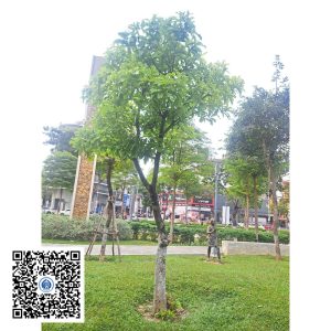 55.ND - Cây Lộc vừng - Loại 1
