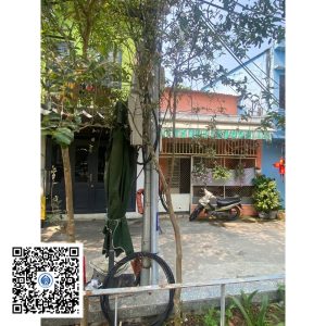 56.ND - Cây Tường vy - Loại 1