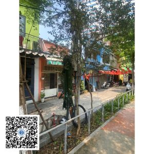 57.ND - Cây Tường vy - Loại 1