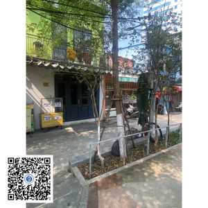58.ND - Cây Tường vy - Loại 1