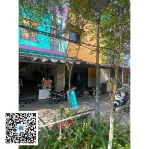 59.ND - Cây Tường vy - Loại 1