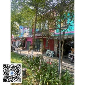 60.ND - Cây Tường vy - Loại 1