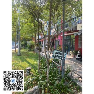 61.ND - Cây Tường vy - Loại 1