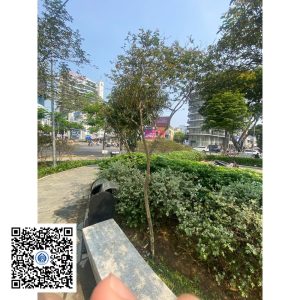 62.ND - Cây Tường vy - Loại 1