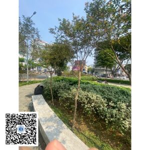63.ND - Cây Tường vy - Loại 1