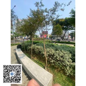 64.ND - Cây Tường vy - Loại 1