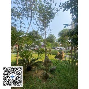 65.ND - Cây Tường vy - Loại 1