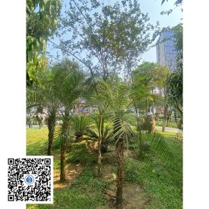 66.ND - Cây Tường vy - Loại 1